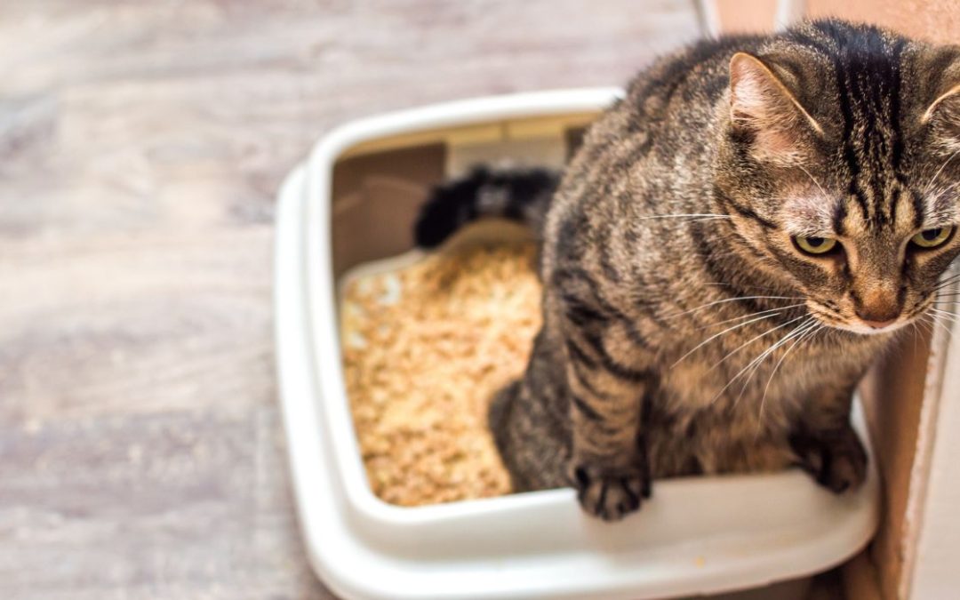 Katze pinkelt in Wohnung: Katze sind in einem Katzenklo
