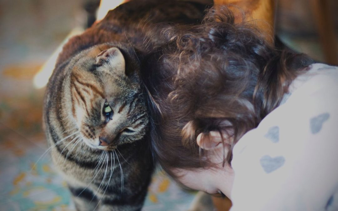 Katze Revier Makieren: Katze reibt sich am Kopf eines Kindes.