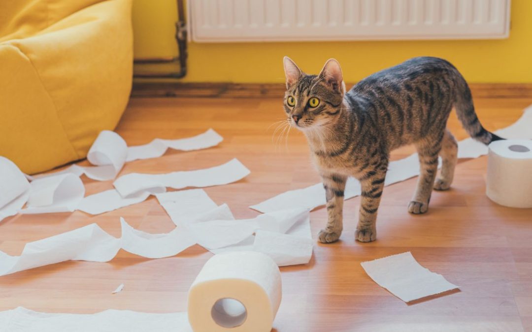 katze weicher stuhlgang: Katze steht inmitten von ausgerolltem Klopapier