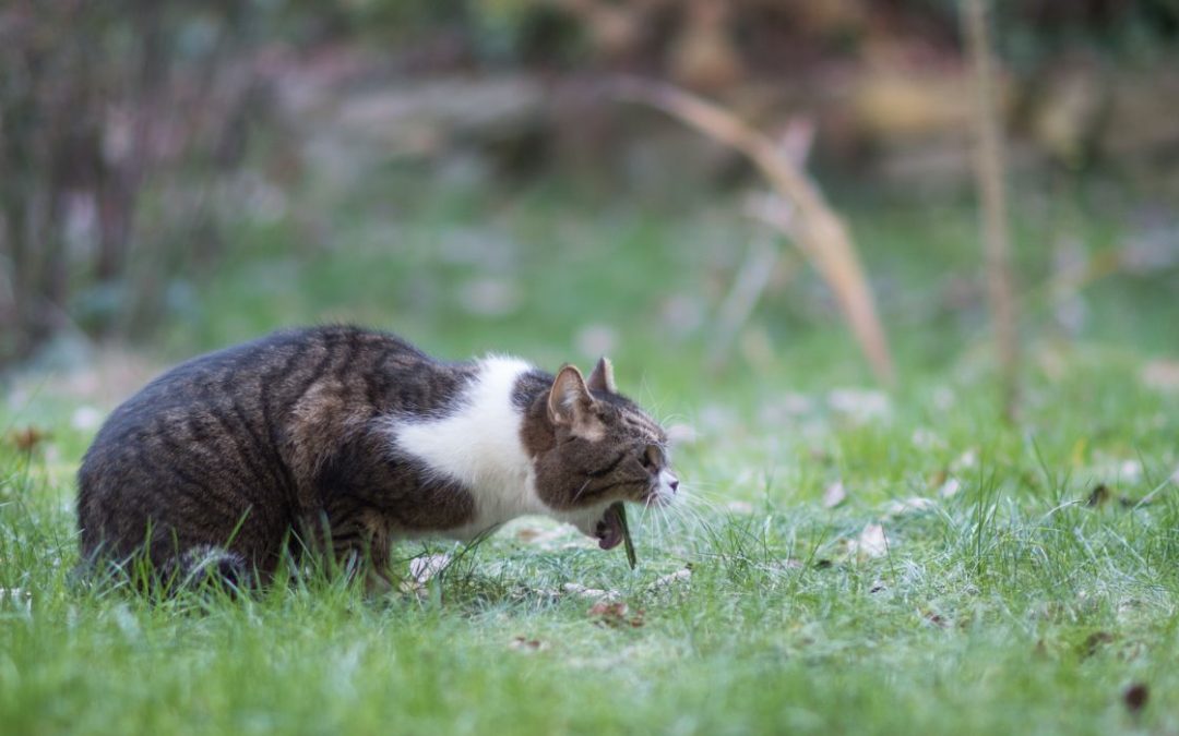 katze würgt und hustet ohne erbrechen: katze würgt auf Gras