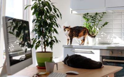 Katzen in der Wohnung halten: Tierquälerei?