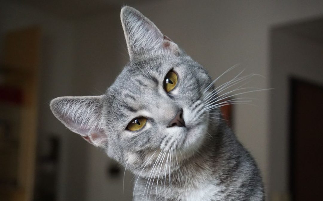Katzensprache verstehen: Katze mit geneigtem Kopf schaut in die Kamera