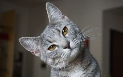 Katzensprache verstehen: So kommuniziert ihr richtig