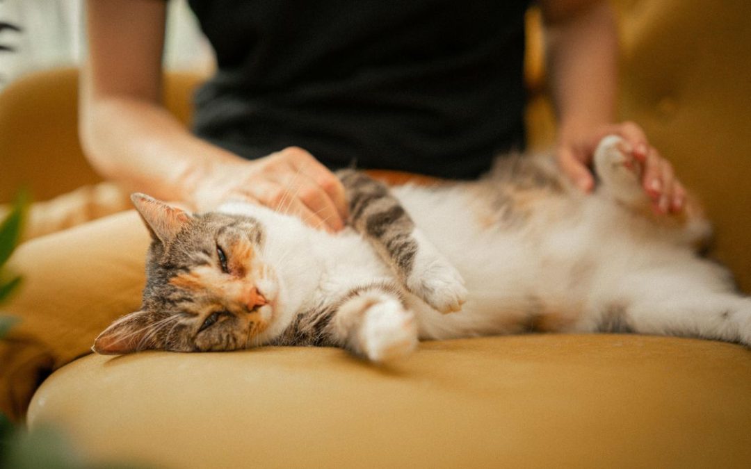 Können Katzen Krankheiten übertragen? Katze kuschelt mit Menschen