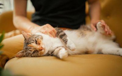 Können Katzen Krankheiten übertragen?