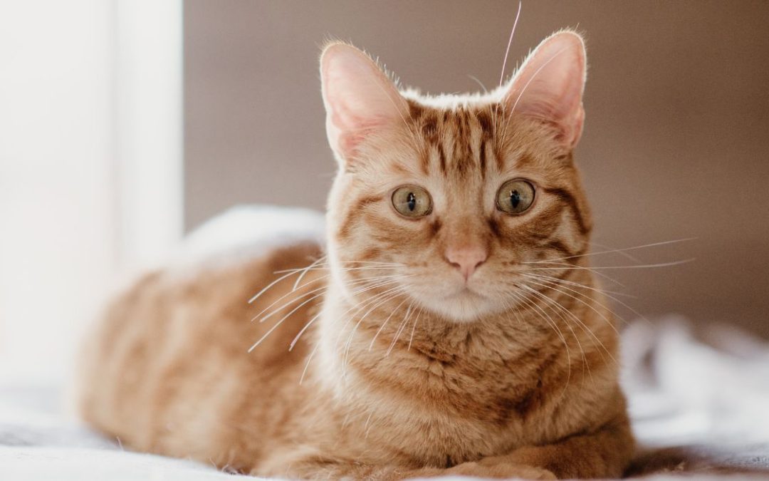 Stress bei Katzen: Katze guckt erschrocken und überfordert
