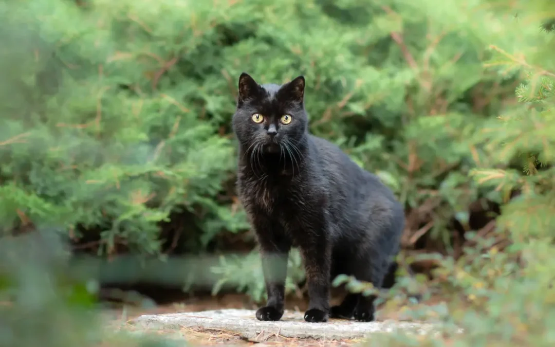 Schwarze Katze mit gelben Augen sitzt auf einem Steinweg vor grünen Sträuchern und blickt direkt in die Kamera.