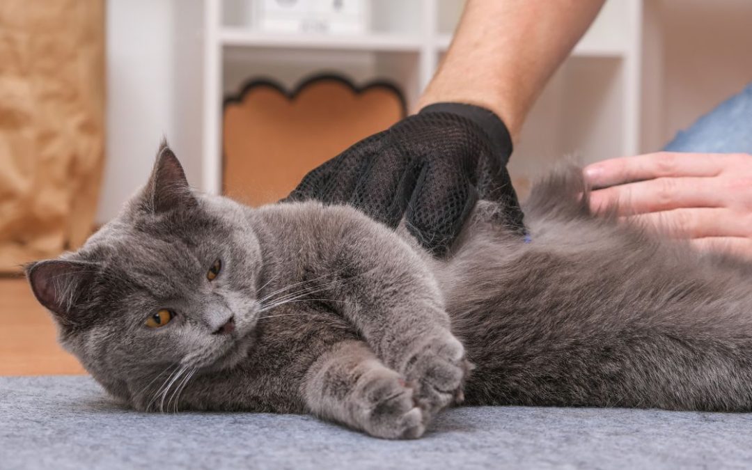 Unterwolle bei Katzen: dunkle Katze die gebürstet wird