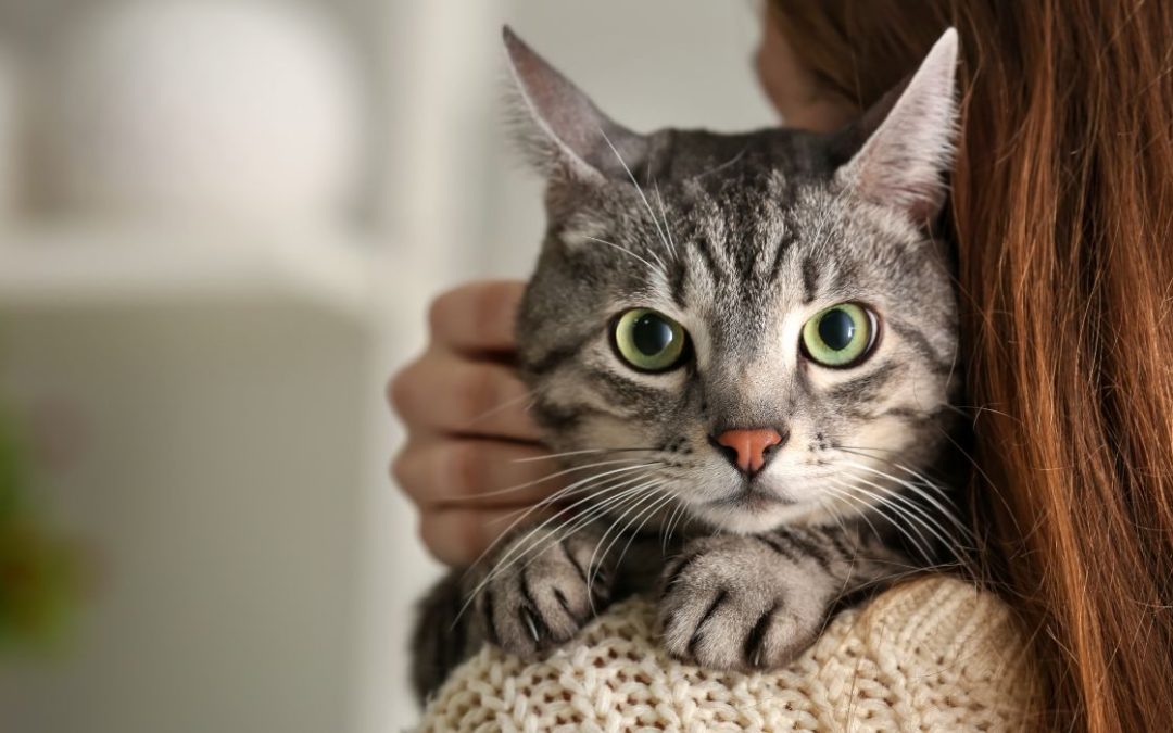 Wann sind Katzen ausgewachsen: Katze schaut einer Frau über die Schulter