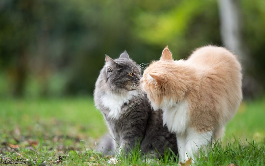 Wie Kommunizieren Katzen: zwei Katzen schnuppern aneinander