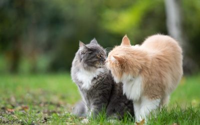 Wie kommunizieren Katzen?