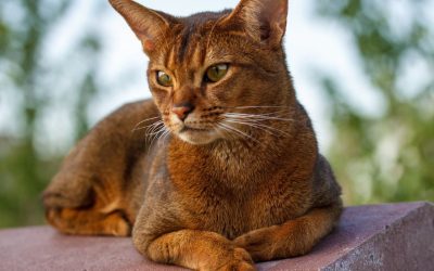 Abessinierkatze: Temperamentvolle Schönheit mit wildem Flair