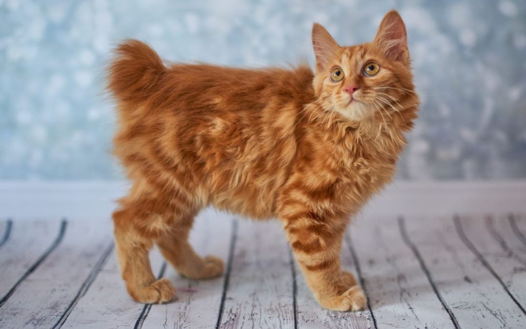 American Bobtail: Katze steht auf einem Tisch