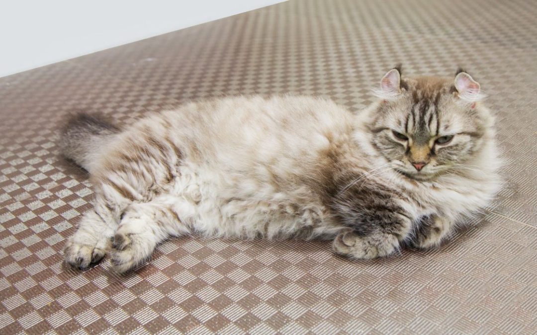 American Curl: liegt auf einem Teppich