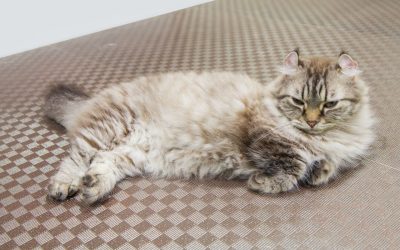 American Curl: Die charmante Katze mit den kuriosen Ohren