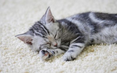 American Shorthair: Die beliebte Katzenrasse aus den USA