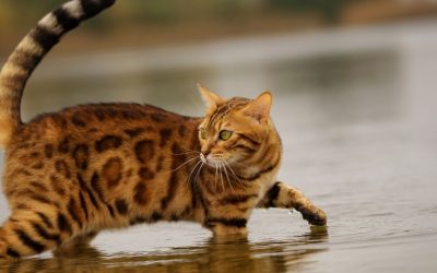 Bengalkatze: Wildlook mit sanftem Herzen