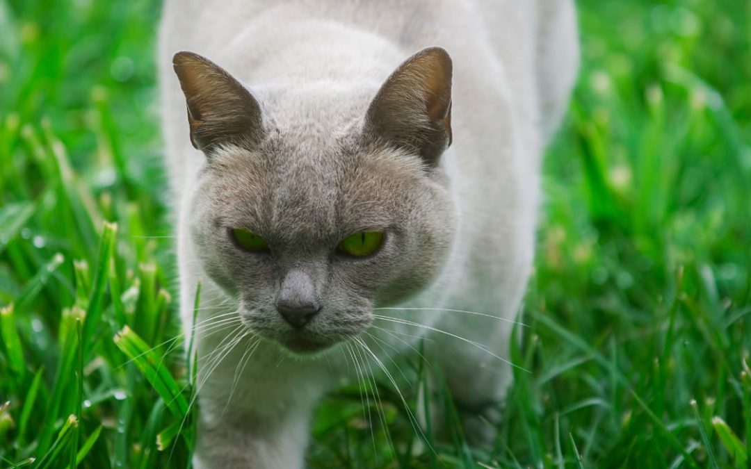 Burma Katze: läuft über die Wiese