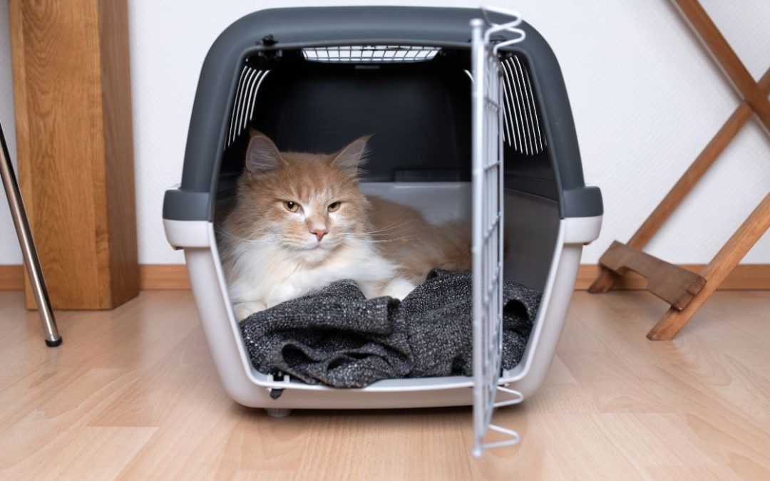 Katze an Transportbox gewöhnen: Katze in offener Transportbox