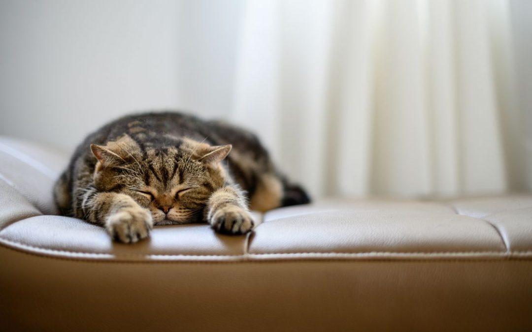 Katze schläft viel: Katze schläft auf Sofa