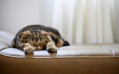 Deine Katze schläft viel? Was du darüber wissen solltest
