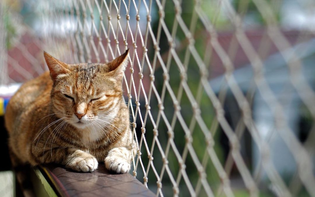 Katzennetz balkon: katze liegt auf Balkon neben Netz