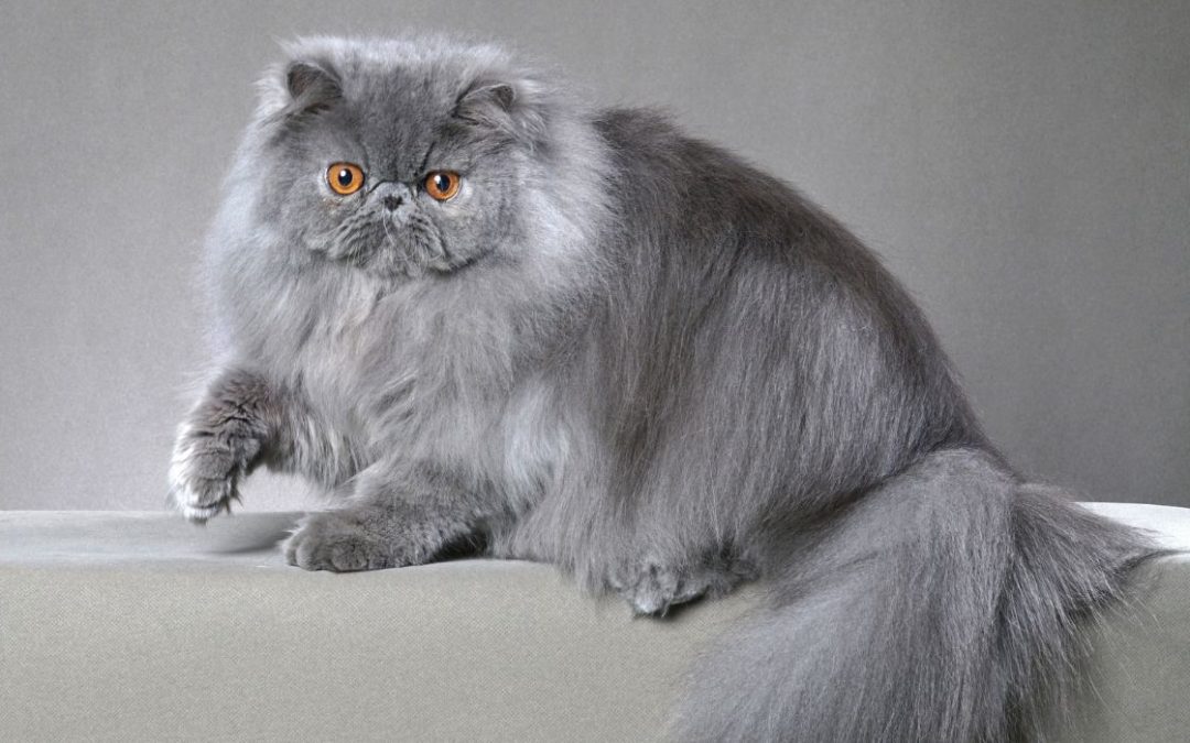 Perserkatze in grau auf der Sofa-lehne