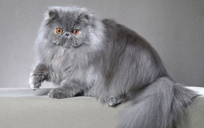 Perserkatze: Kuschelige Schönheit mit Charakter
