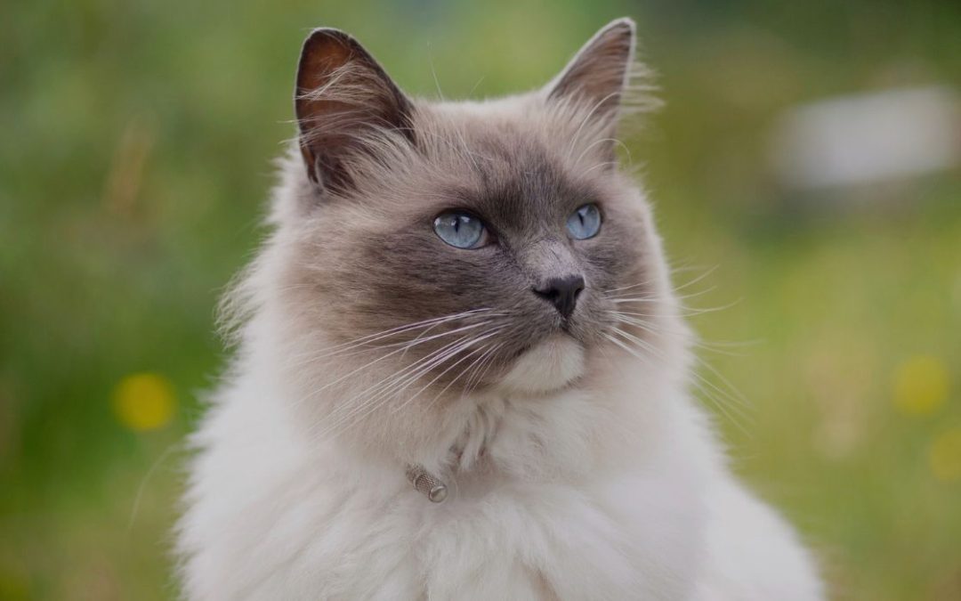 Ragdoll in der Natur