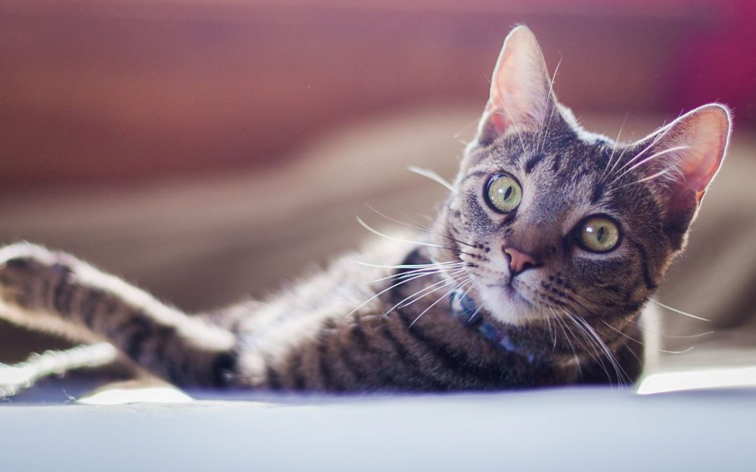 Verhaltensprobleme bei Katzen: Katze schaut in Kamera