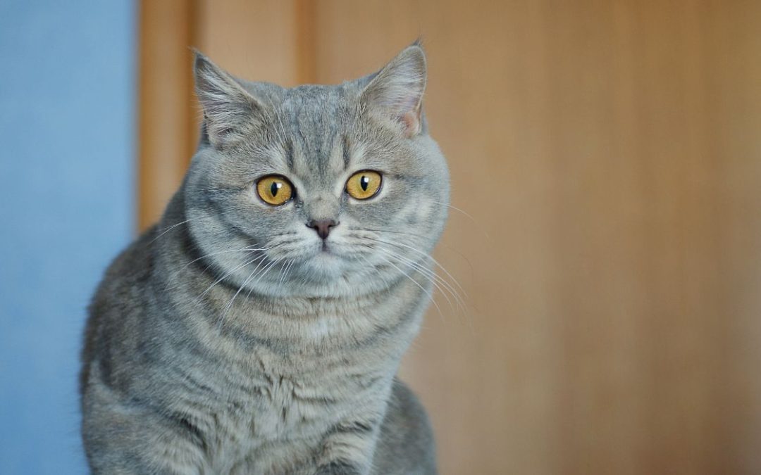 Britisch Kurzhaar: BKH Katze schaut in die Kamera