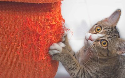Katze kratzt an Möbeln