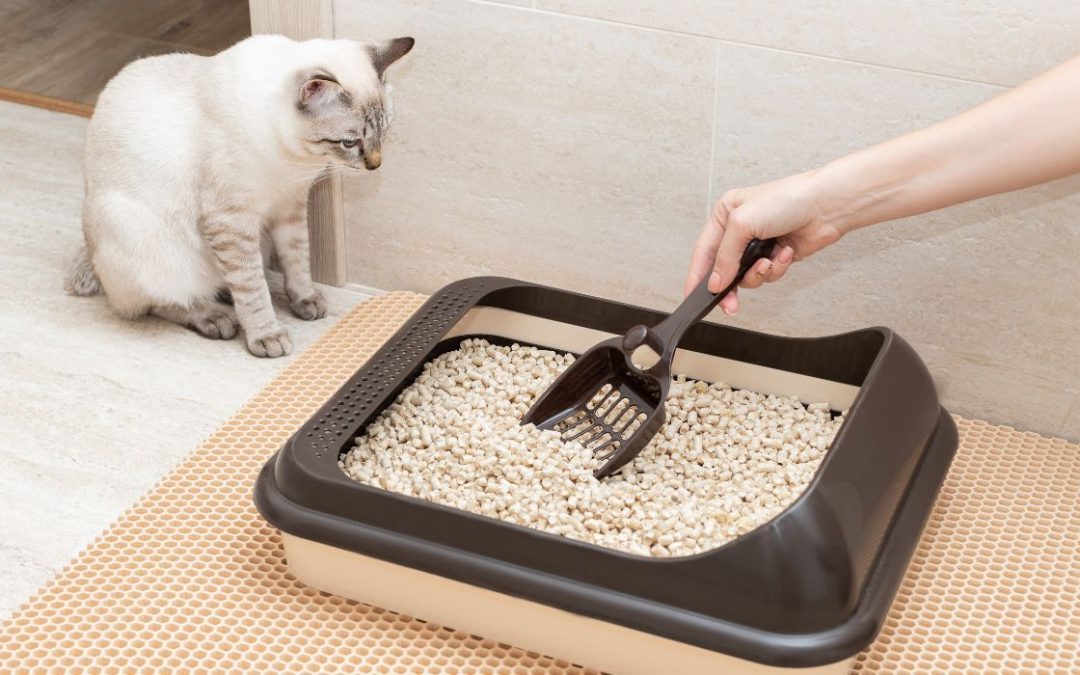 Katzen stubenrein bekommen: Katze schaut zu wie ihr Katzenklo gereinigt wird.