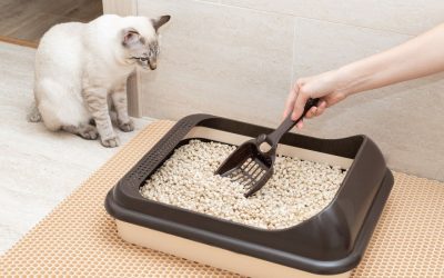 Katzen stubenrein bekommen: So klappt es mit der Katzentoilette