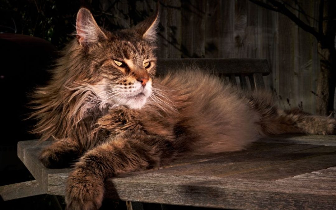 Maine Coon: Maine Coon Katze liegt auf einem Tisch