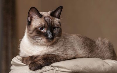 Siamkatze: Eleganz & ein einzigartiger Charakter
