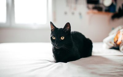 Bombay Katze: Der schwarze Panther unter den Hauskatzen