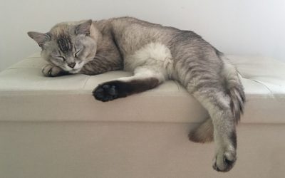 Burmilla: Die charmante Schönheit mit silbrigem Schimmer
