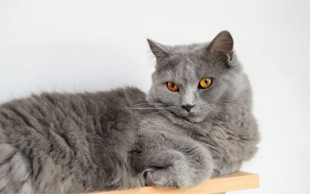 Chartreux liegt auf einer Holzplatte und schaut in die Kamera