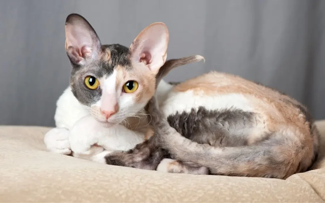 Cornish Rex liegt zusammengerollt auf einem Kissen