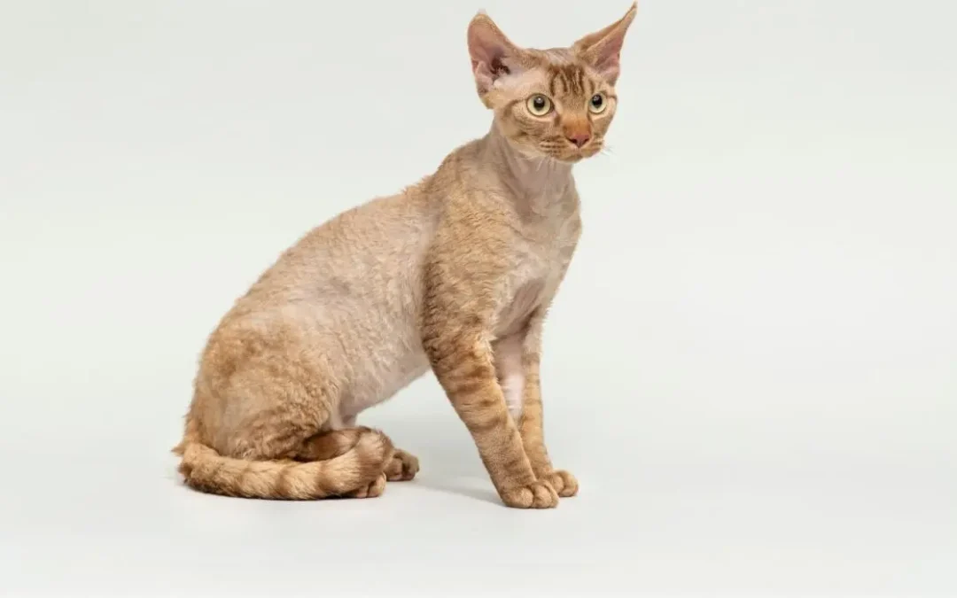 Devon Rex sitzt in vor einem weißen Hintergrund