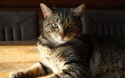 Europäisch Kurzhaar: Der perfekte Begleiter für alle Katzenliebhaber