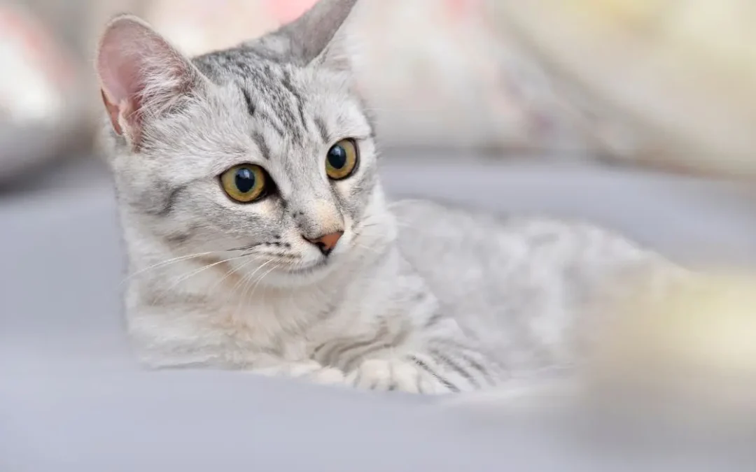Nahaufnahme einer Ägyptische Mau Katze, die auf einer grauen Decke liegt