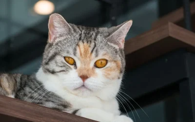 American Wirehair: Robuste Schönheit mit außergewöhnlichem Fell