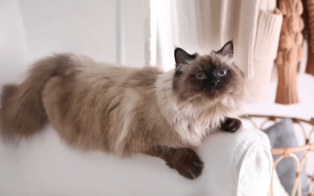 Balinesenkatze liegt auf einer Sofaarmlehne