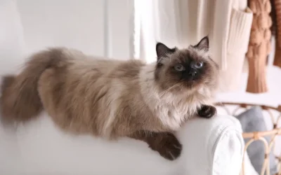 Balinesenkatze