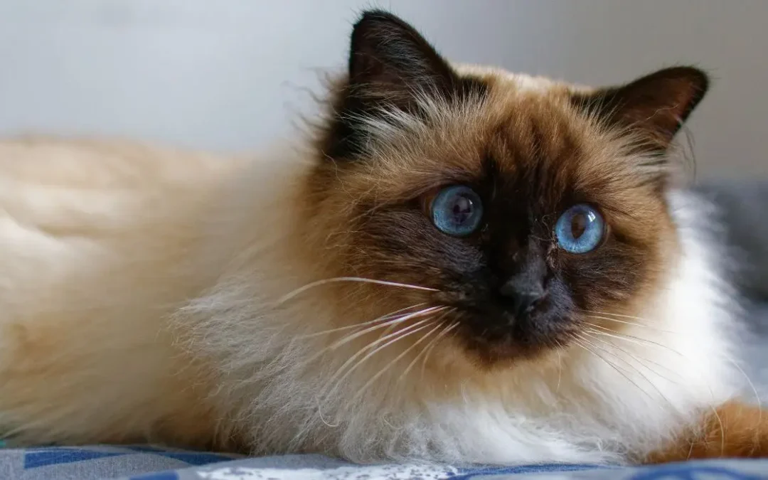 Brima Katze liegt auf einer Decke und schaut in die Kamera