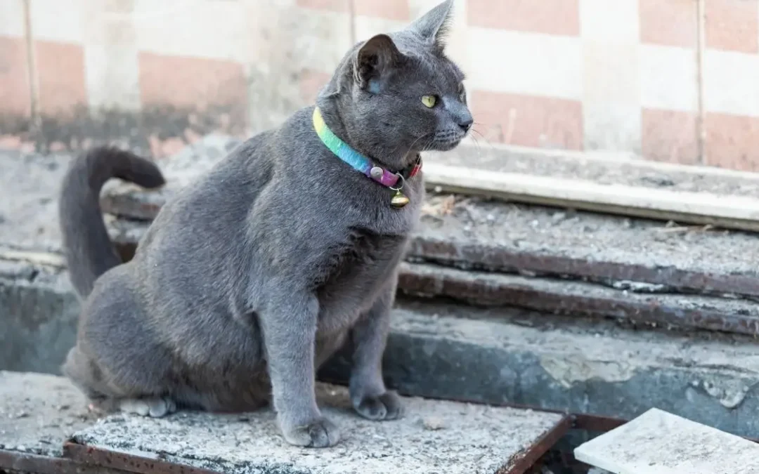 Graue Katze pinkelt aus einen Stein