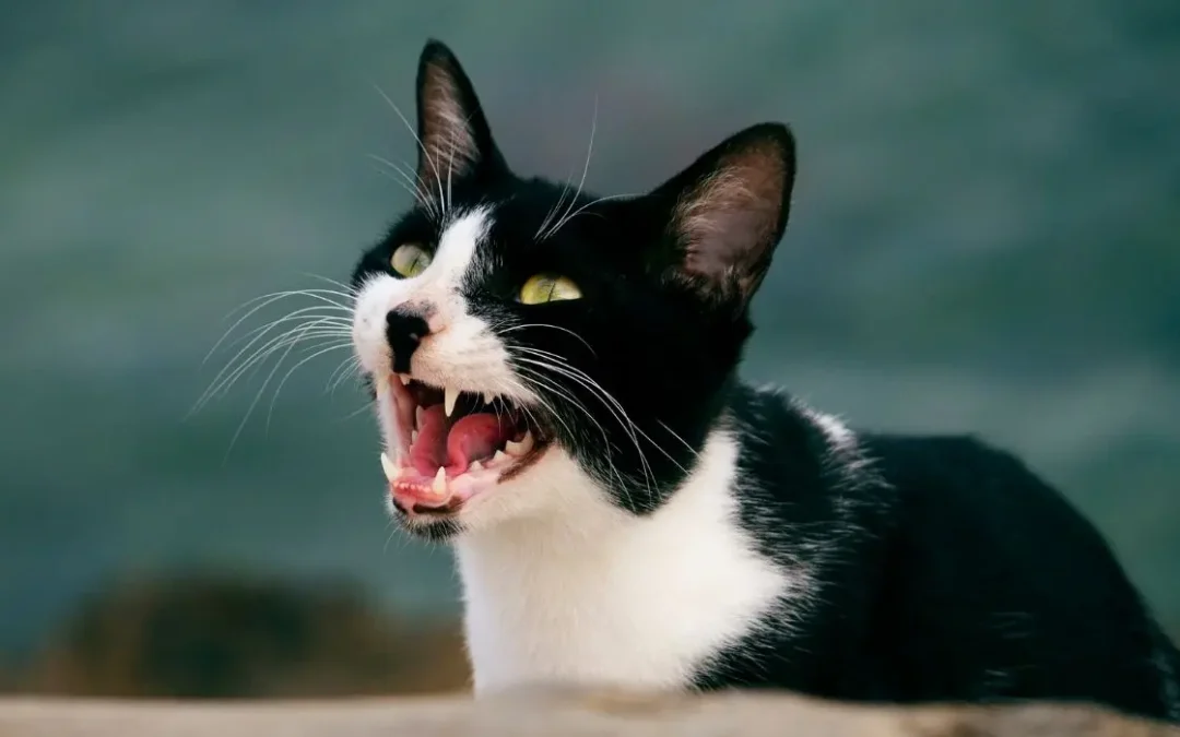 Schwarz weiße Katze miaut