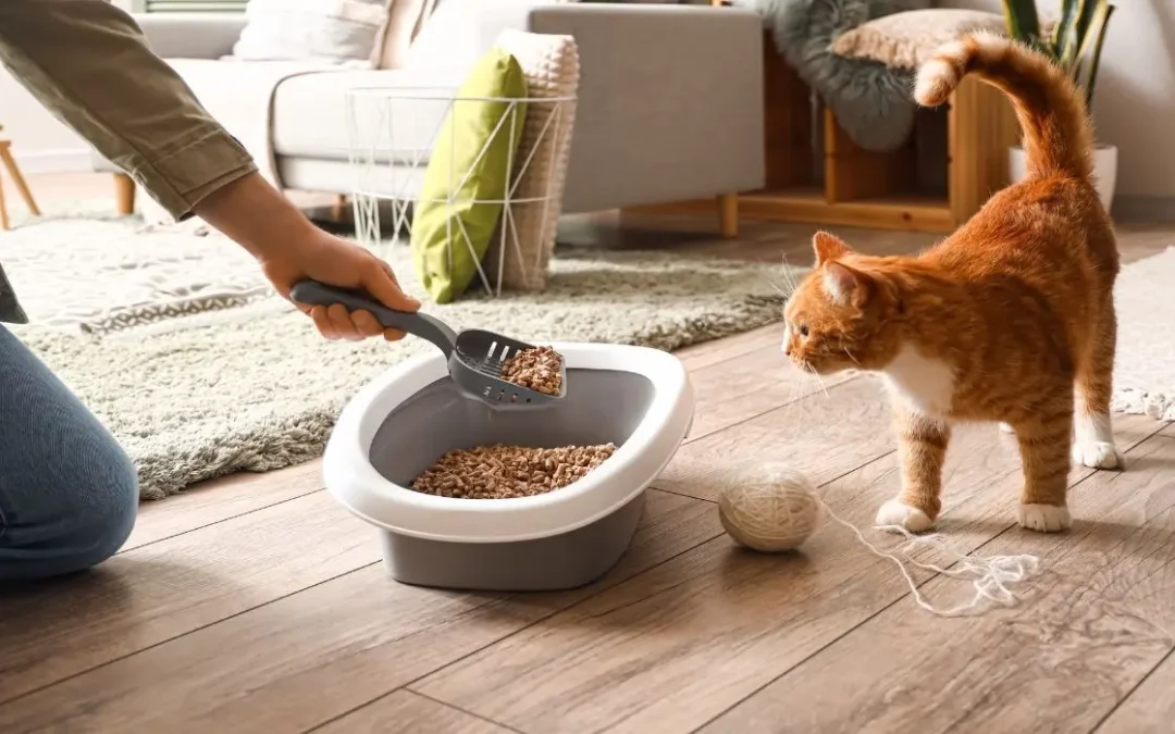 Katze beobachtet wie das Katzenklo gesäubert wird